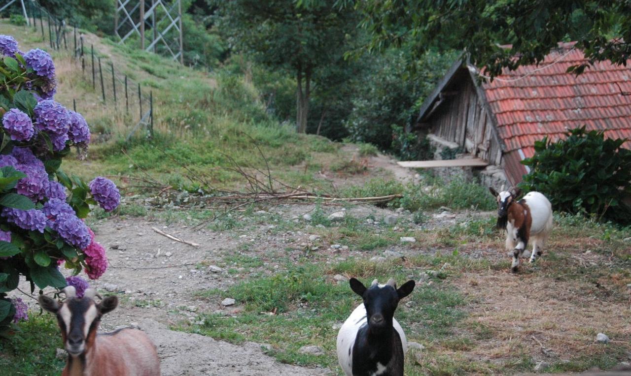 B&B Al Turchino E Area Picnic Mele Eksteriør bilde